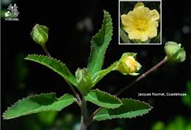 Image result for Sida rhombifolia