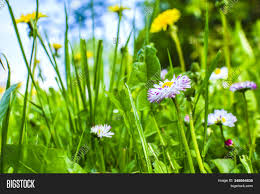 Pink and green grass plant. Perennial Plant Daisy Image Photo Free Trial Bigstock
