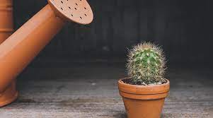 So, it's pretty simple with minimal ingredients. A Biomimetic Water Collection Structure Derived From Cacti Advanced Science News