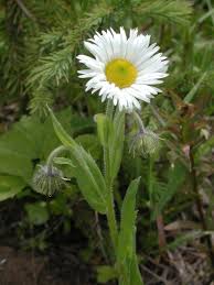 Image result for Erigeron