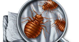 Get a free estimate for pest control service. Inspection Dhs Pest Control