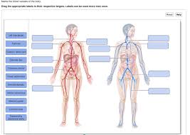 There is one atrium and one ventricle . Name The Blood Vessels Of The Body Drag The Chegg Com