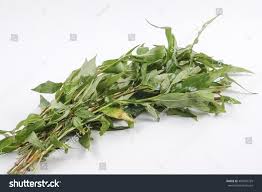 Roman used to put bay leaves in their coronet. Persicaria Odorata Or Daun Kesum In Malay Royalty Free Stock Photo 483970729 Avopix Com