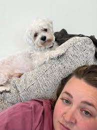 Poodle owner shares photo of their dog Marlow