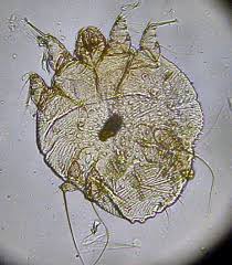Image result for Sarcoptes scabiei life cycle