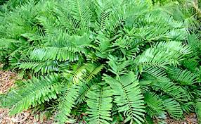 Image result for Zamiaceae