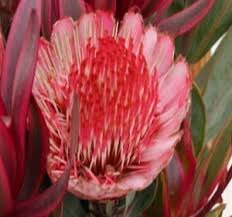 Image result for Protea rupestris
