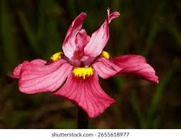 Image result for Moraea schimperi
