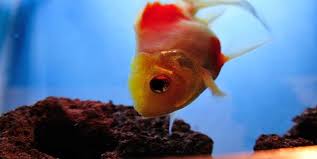 Goldfish Disease Symptoms 14 Early Signs Your Goldfish Are Sick Disease Symptoms Goldfish Pet Fish