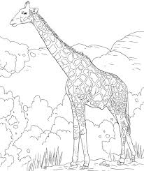 Comparto algunas páginas para colorear divertidas y creativas que puedes descargar gratuitamente para usar con tus hijos. Giraffe Giraffe Coloring Pages Coloring Pages Giraffe Colors