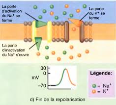Systeme Nerveux Central Systeme Nerveux Systeme Nerveux Central Nerveux