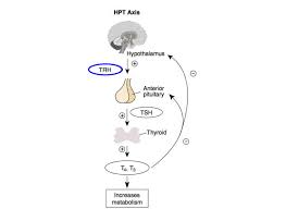 According to some experts, ferritin levels of at least 40 ng/ml are required to stop hair loss, while levels of at least 70 ng/ml are needed for hair regrowth. Thyroid And Hair Loss