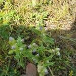 Image result for Exacum oldenlandioides