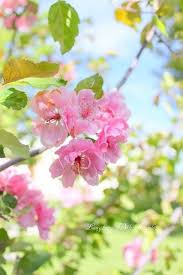 Maybe you would like to learn more about one of these? Spring Spring Flowers Flowers Pretty Flowers