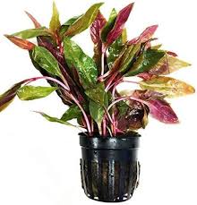 Image result for Rinorea elliptica