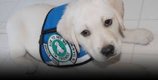 During the final stages of training, the diabetes alert dog is trained to detect their person's saliva sample scent. Pin On Diabetic Alert Dog
