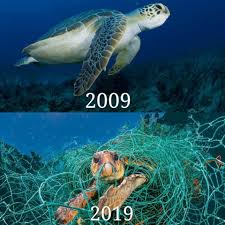 The Real 10 Years Challenge 1 5 Challenges Eco Friendly Living Fish Pet