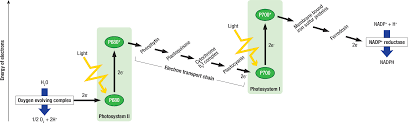 Maybe you would like to learn more about one of these? 13 5 The Light Dependent Reactions Biology Libretexts