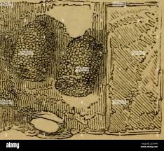 Insect architecture : to which are added, miscellanies, on the ravages, the  preservation for purposes of study, and the classification, of insects . 5»  ^V! |fl. Cells of a Mason-Bee (!n.ophora