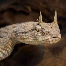 7 016 Otmetok Nravitsya 82 Kommentariev Mark Kostich Mark Kostich Photography V Instagram Still Waiting Desert Beautiful Snakes Cute Snake Pet Snake