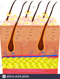 Page 2 Sebaceous High Resolution Stock Photography And Images Alamy