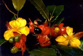 Image result for Ochna kirkii