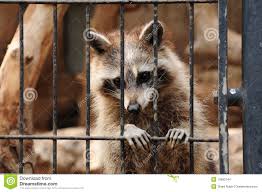 Resultado de imagen de animales silvestres en jaula