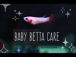 Raising betta fish fry can be a rewarding experience and, as long as you feed. Baby Betta Care How To Raise Your Petco Baby Betta Fry Youtube
