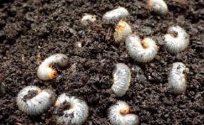 Recent pest control reviews in minneapolis. Outdoor Lawn Pest Control Services Near Muncie In