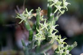 Image result for Cynanchum viminale