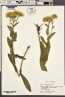 Image result for Pentanema indicum