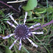 Image result for Pycnostachys