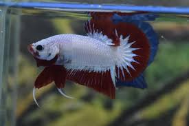 Fish Scaping Panosundaki Pin