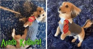 Remus The Dog Responds To Harry Potter Spells