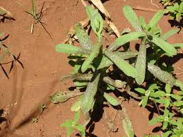 Image result for Neojeffreya