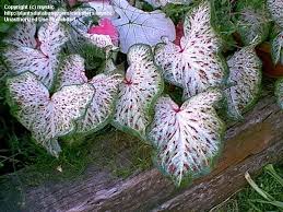 Full Size Picture Of Dwarf Caladium Angel Wings Heart Of Jesus Gingerland Caladium Caladium Foliage Plants Pretty Plants
