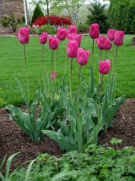 Flower Garden Growing Tulips Planting Tulips Tulip Bulbs