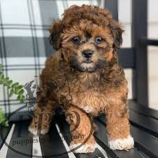 Most of our breeds are booked out into late spring/summer. Pooton Breed Puppies By Design Online Puppies Breeds Toy Poodle