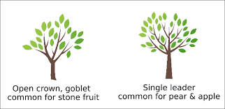Pruning stimulates tree growth, enhances fruit production, and gives a tree a proper shape. How To Prune Fruit Trees In Winter In Your Backyard Orchard Apple Peach Plum Apricot