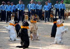 Kukur Tihar Kopeklerin Festivali Kopek Festivaller Nepal