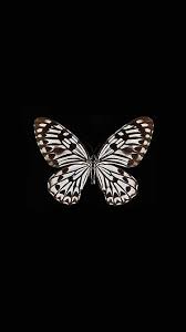 You can also upload and share your favorite butterfly 4k wallpapers. Butterfly Iphone Wallpapers Top Free Butterfly Iphone Backgrounds Wallpaperaccess