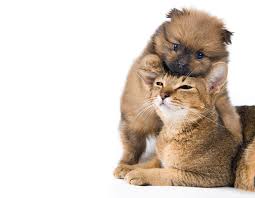 Maybe you would like to learn more about one of these? Wallpaper Puppies Cat Dogs Two Animal White Background