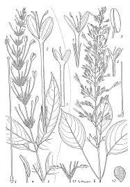 Image result for Brachystephanus