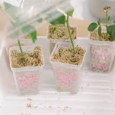 Image result for cuttings of roses