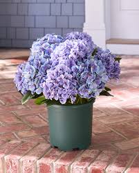 Image result for Hydrangea