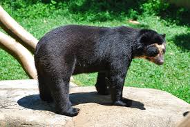 She lives with her abusive father and is starting a new school. Spectacled Bear Wikipedia