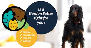 Click breeders list above to see all our gordon setter members. Gordon Setter Dog Breed Ukpets