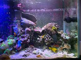 Amazon's choice customers shopped amazon's. Khaotic Korals Rainbow Pocillopora Facebook