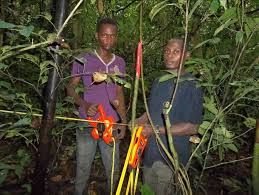 Image result for Strephonema mannii