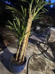 Image result for Dracaena fragrans